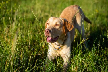 Köpek labrador av köpeğinin doğadaki geyik rengi, nazik köpek, parlak büyük köpek, labrador Junior çimlerin üzerinde.