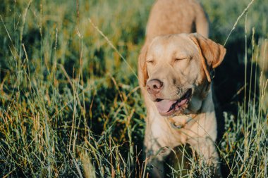 Köpek labrador av köpeğinin doğadaki geyik rengi, nazik köpek, parlak büyük köpek, labrador Junior çimlerin üzerinde.
