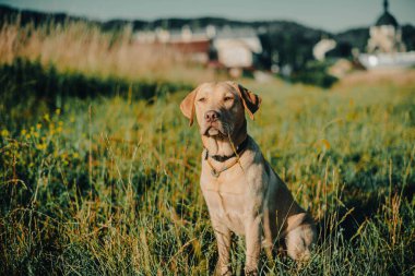 Köpek labrador av köpeğinin doğadaki geyik rengi, nazik köpek, parlak büyük köpek, labrador Junior çimlerin üzerinde.