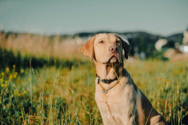 Köpek labrador av köpeğinin doğadaki geyik rengi, nazik köpek, parlak büyük köpek, labrador Junior çimlerin üzerinde.