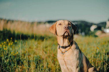 Köpek labrador av köpeğinin doğadaki geyik rengi, nazik köpek, parlak büyük köpek, labrador Junior çimlerin üzerinde.
