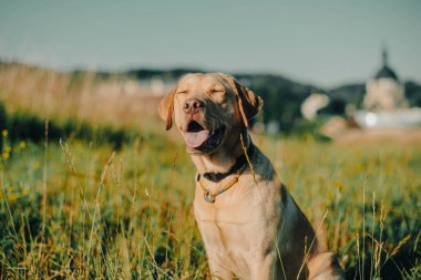 Köpek labrador av köpeğinin doğadaki geyik rengi, nazik köpek, parlak büyük köpek, labrador Junior çimlerin üzerinde.