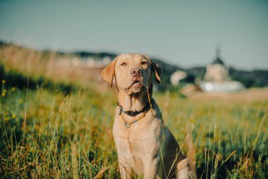 Köpek labrador av köpeğinin doğadaki geyik rengi, nazik köpek, parlak büyük köpek, labrador Junior çimlerin üzerinde.