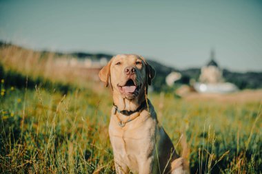 Köpek labrador av köpeğinin doğadaki geyik rengi, nazik köpek, parlak büyük köpek, labrador Junior çimlerin üzerinde.