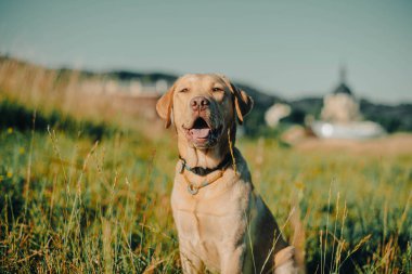Köpek labrador av köpeğinin doğadaki geyik rengi, nazik köpek, parlak büyük köpek, labrador Junior çimlerin üzerinde.