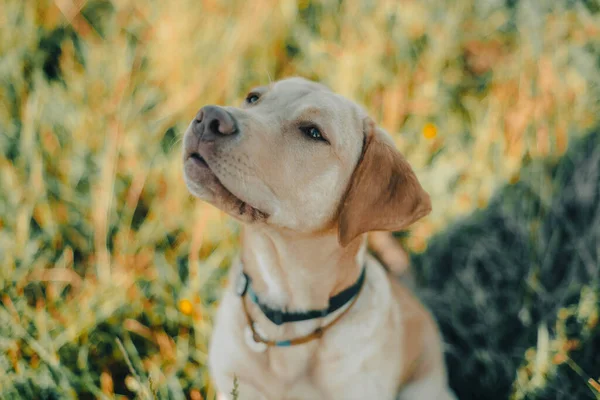 Köpek labrador av köpeğinin doğadaki geyik rengi, nazik köpek, parlak büyük köpek, labrador Junior çimlerin üzerinde.