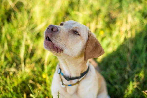 Dog Labrador Retriever Fawn Color Nature Kind Dog Bright Big — Stock Photo, Image