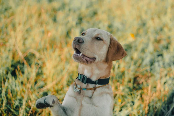 Köpek labrador av köpeğinin doğadaki geyik rengi, nazik köpek, parlak büyük köpek, labrador Junior çimlerin üzerinde.