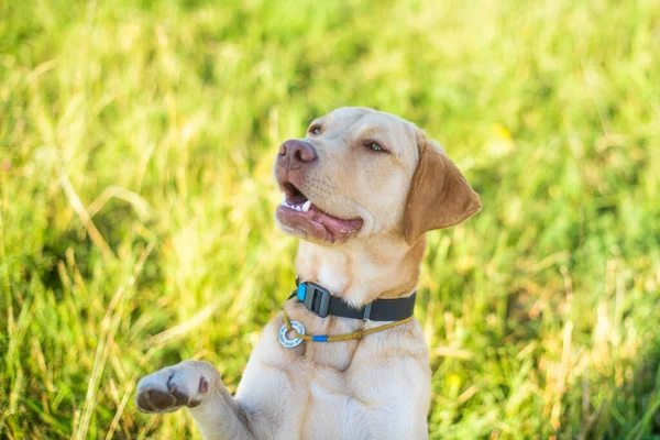 Собака Лабрадор Retriever Fawn Цвета Природе Добрая Собака Яркая Большая — стоковое фото