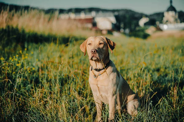 Köpek Labrador Köpeğinin Doğadaki Geyik Rengi Nazik Köpek Parlak Büyük — Stok fotoğraf