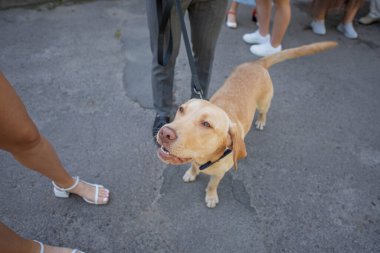Gelin ve damat düğün kutlamasında Labrador köpeğiyle.