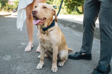 Gelin ve damat düğün kutlamasında Labrador köpeğiyle.