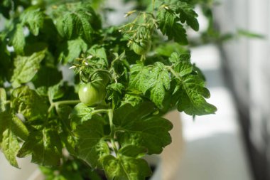 Ev Yeşili Domatesler Tencerede