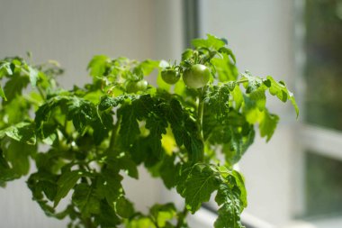 Ev Yeşili Domatesler Tencerede