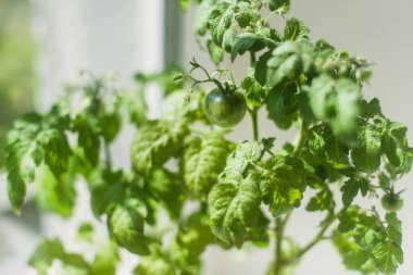 Ev Yeşili Domatesler Tencerede