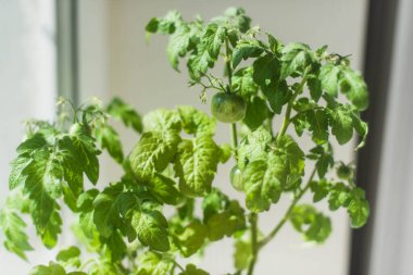 Ev Yeşili Domatesler Tencerede