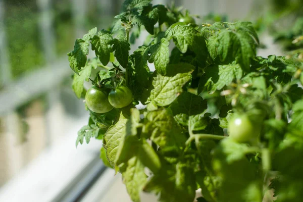 Home Grow Green Tomatoes in The Pot