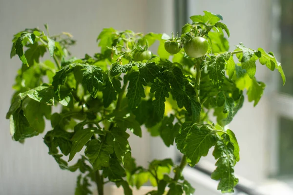 Home Grow Green Tomatoes in The Pot
