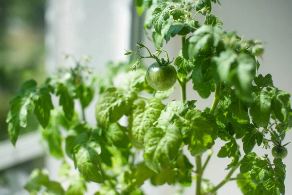 Home Grow Green Tomatoes in The Pot