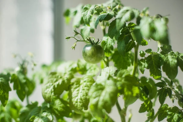 Home Grow Green Tomatos Pot — стоковое фото