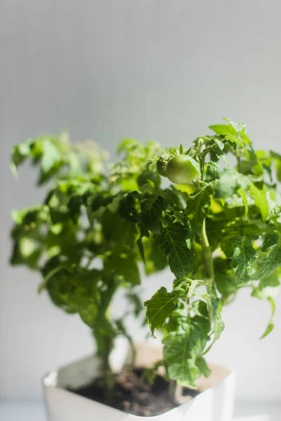 Home Grow Green Tomatoes in The Pot