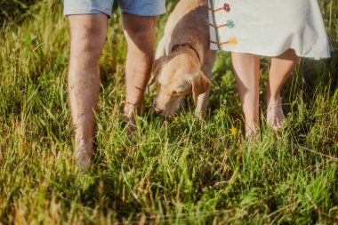 Labrador köpeği sahipleriyle, evli bir çiftle tarlada koşuyor.