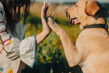 Şirin labrador av köpeği yavrusu ve genç kadın gün batımında beşlik çakıyor.