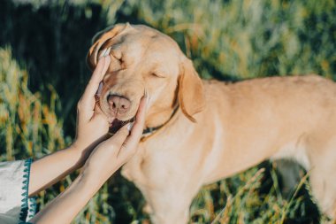 Portrait of pet dog labrador, with which his master girl plays in garden. Hands with manicure