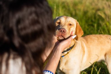 Efendi kızının bahçede oynadığı evcil köpek labrador 'un portresi. Manikürlü eller