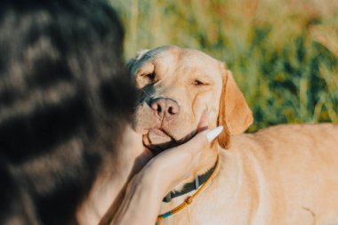 Portrait of pet dog labrador, with which his master girl plays in garden. Hands with manicure