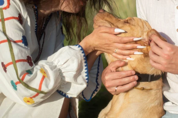 우크라이나 의상을 여자가 래브라도 개에게 맞추다 손톱은 매니큐어로 결혼반지 — 스톡 사진