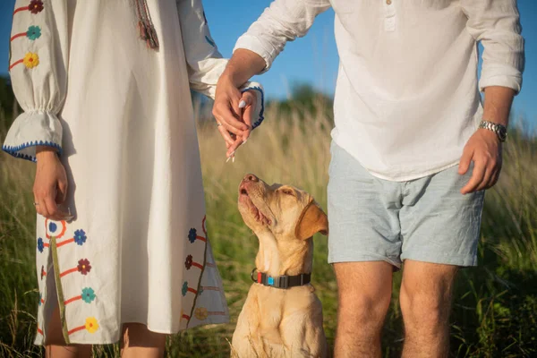 Beautiful Labrador Dog Stands Middle Field Family Couple Holding Hands — Fotografia de Stock