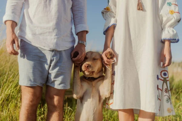 Evli Çift Bir Labrador Köpeğini Pençeleriyle Tutuyor Köpek Sahipleri Arasında — Stok fotoğraf