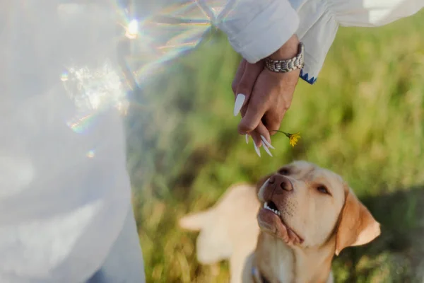 Labrador Dog Watches Married Couple Holds Hands — 스톡 사진