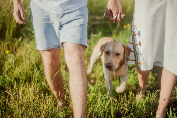 Labrador Köpeği Sahipleriyle Evli Bir Çiftle Tarlada Koşuyor — Stok fotoğraf