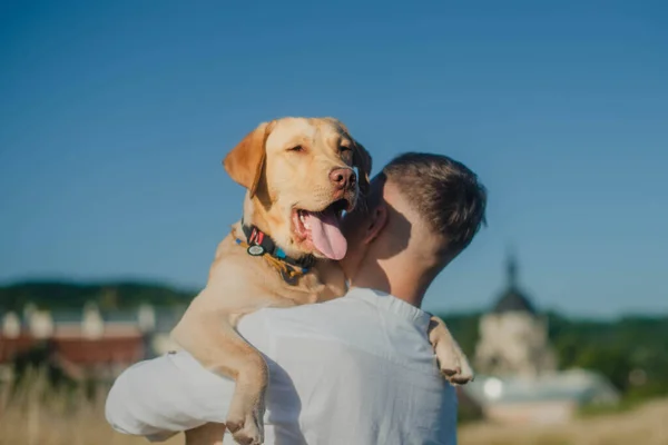 Portrait Labrador Shoulder Young Man Field City View Background — Foto de Stock