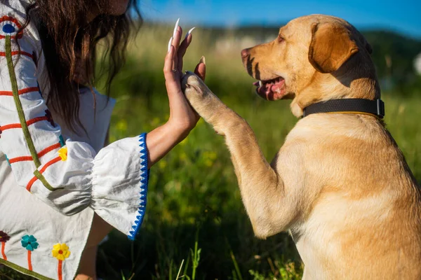 Şirin Labrador Köpeği Yavrusu Genç Kadın Gün Batımında Beşlik Çakıyor — Stok fotoğraf