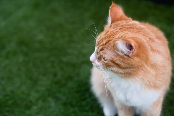 Red Cat Sits Background Grass — 图库照片