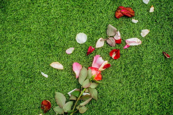 Rose with fallen petals on the grass bakcground. Divorce
