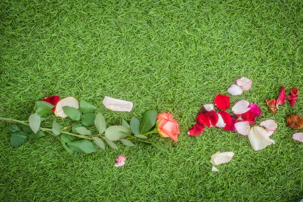 Rose with fallen petals on the grass bakcground. Divorce