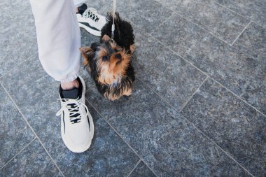 Köpek Yorkshire Teriyeri, beyaz pantolonlu ve fayansın üzerinde spor ayakkabılı sahibiyle duruyor.