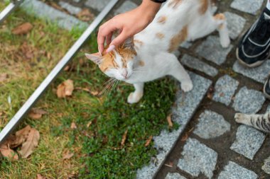 Kediler dışarıda kaldırım taşlarında oynuyorlar. Kırmızı ve beyaz bir kedi ve çizgili bir kedi