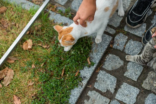 cats are playing outside on the cobblestones. a red and white cat and a striped cat