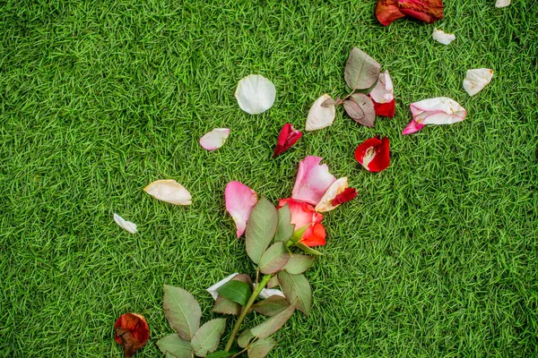 Rose with fallen petals on the grass bakcground. Divorce