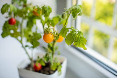 Bir tencerede büyüyen orta boy kırmızı ve yeşil domatesler şehir balkon bahçesi.