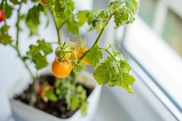 Mittelgroße Rote Und Grüne Tomaten Wachsen Auf Einem Topf Einem — Stockfoto
