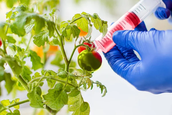 Scientist injecting chemicals into red tomato GMO. Concept for chemical GMO or GM food. Genetically modified food advantages and disadvantages.