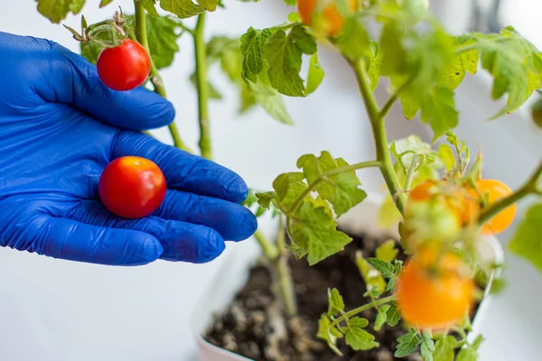 gardener holds tomatoes. the concept of household products