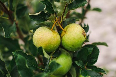 three green apples on a tree branch in the garden