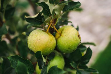 three green apples on a tree branch in the garden